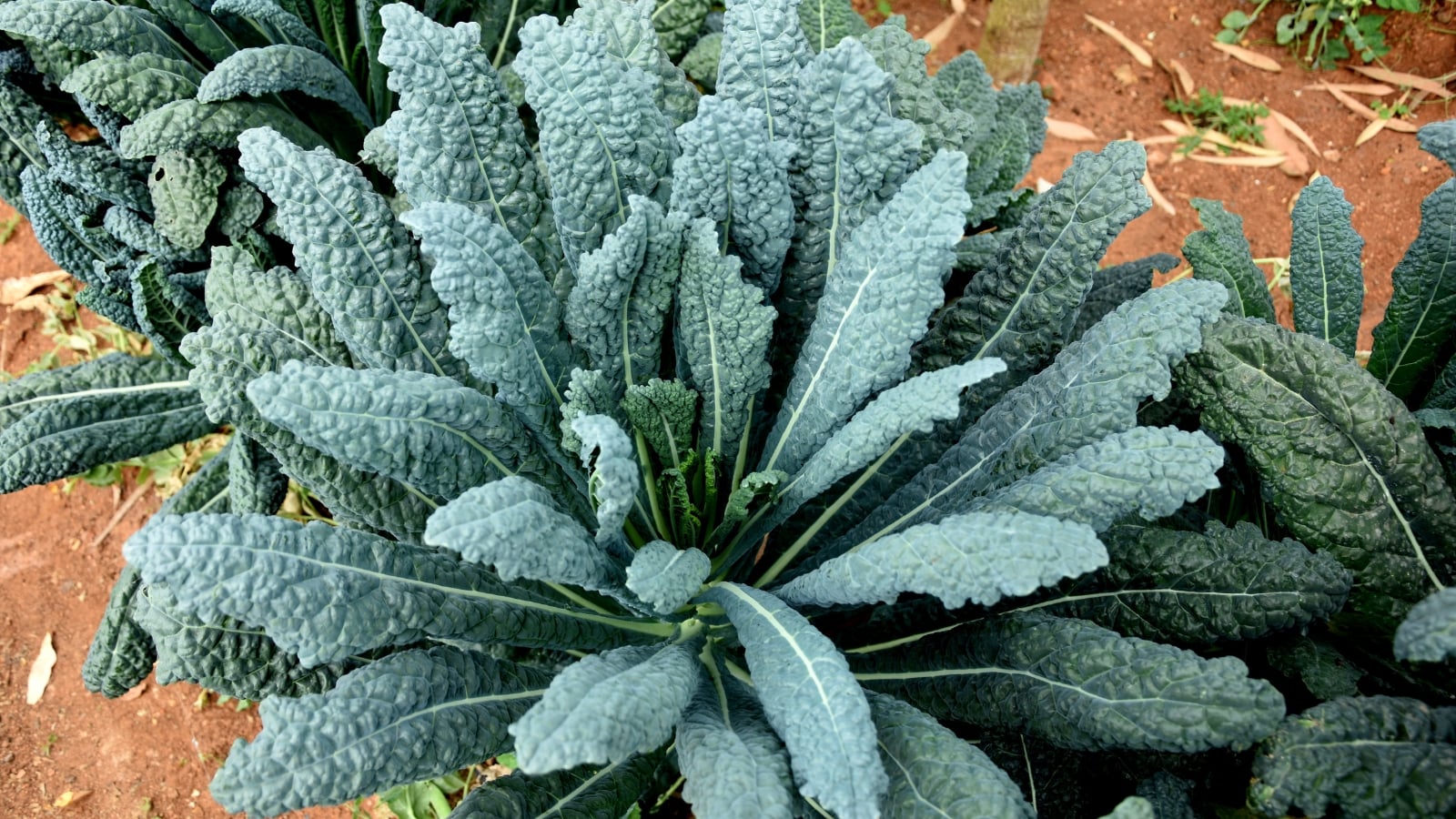 tall, dark green leaves with unique, deeply wrinkled surfaces form a rosette, standing out in a garden.