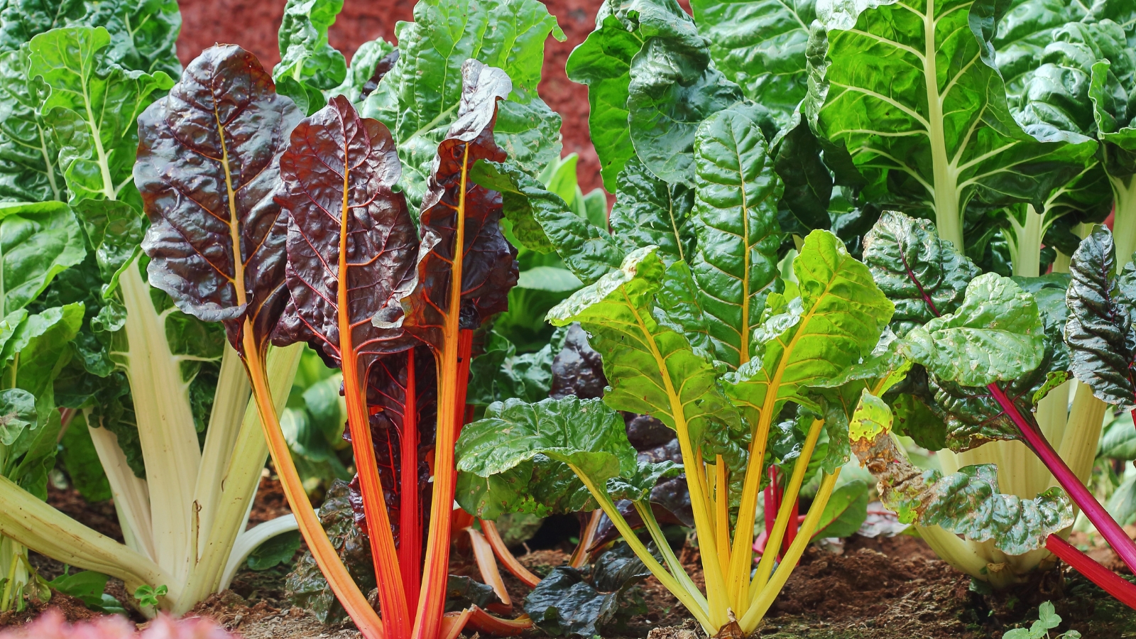 a vibrant mix of swiss chard leafy crops, with large, crinkled leaves in dark green shades, all situated in a well lit area outdoors