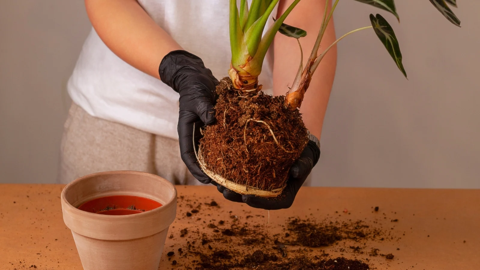 a woman wearing black gloves holds a houseplant with its root ball exposed, ready to be transplanted into a new clay pot on a wooden table.