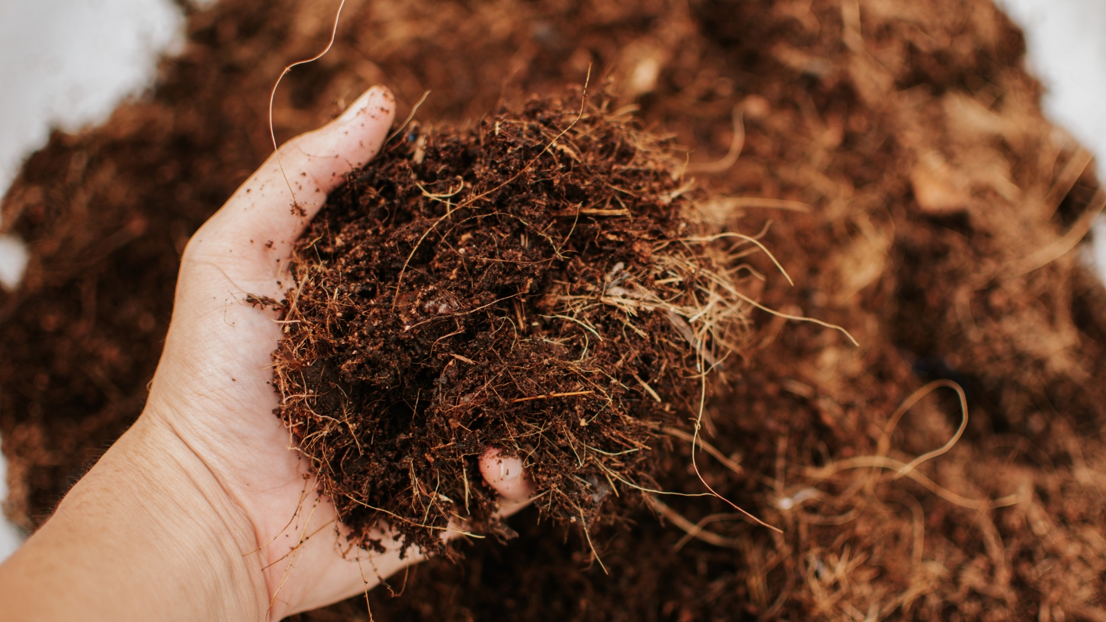 a close-up of a hand holding a bundle of tangled, fibrous coconut coir, its reddish-brown strands rough and wiry, with soft green plants visible in the background.