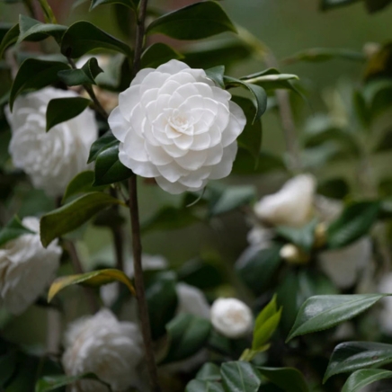 sea foam camellia