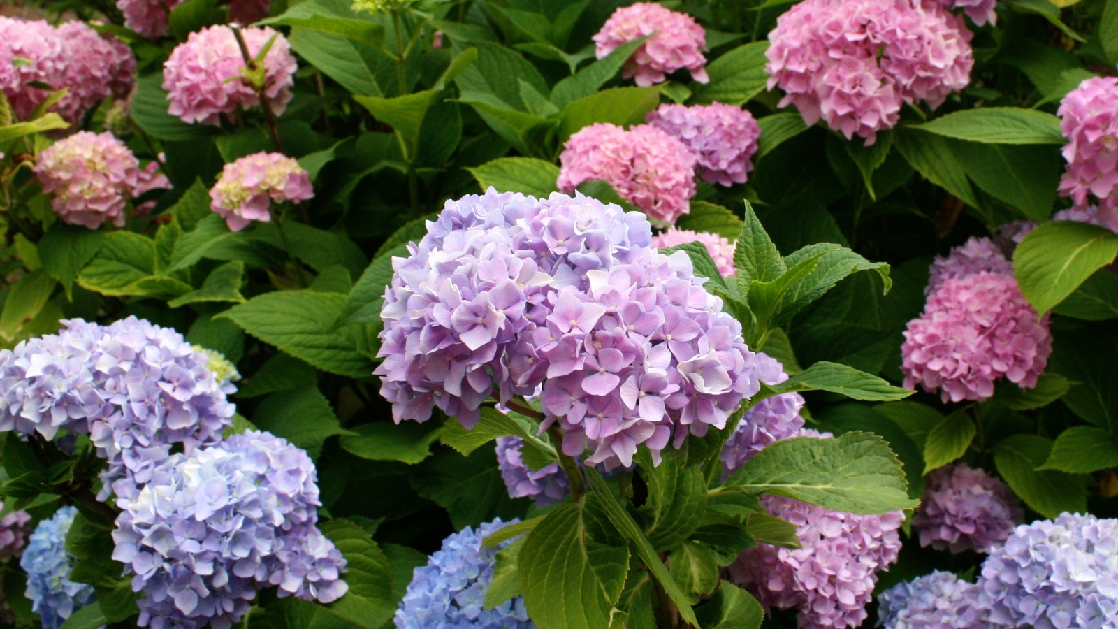 clusters of hydrangea blooms in shades of purple, pink, and blue, surrounded by lush green leaves.