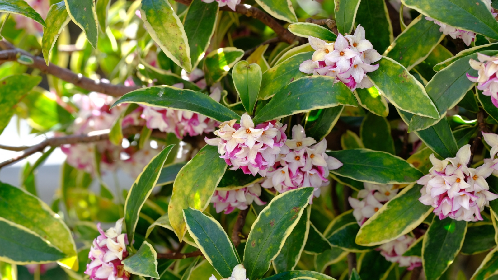 compact stems with variegated, yellow-edged green leaves showcase clusters of pink tubular flowers.