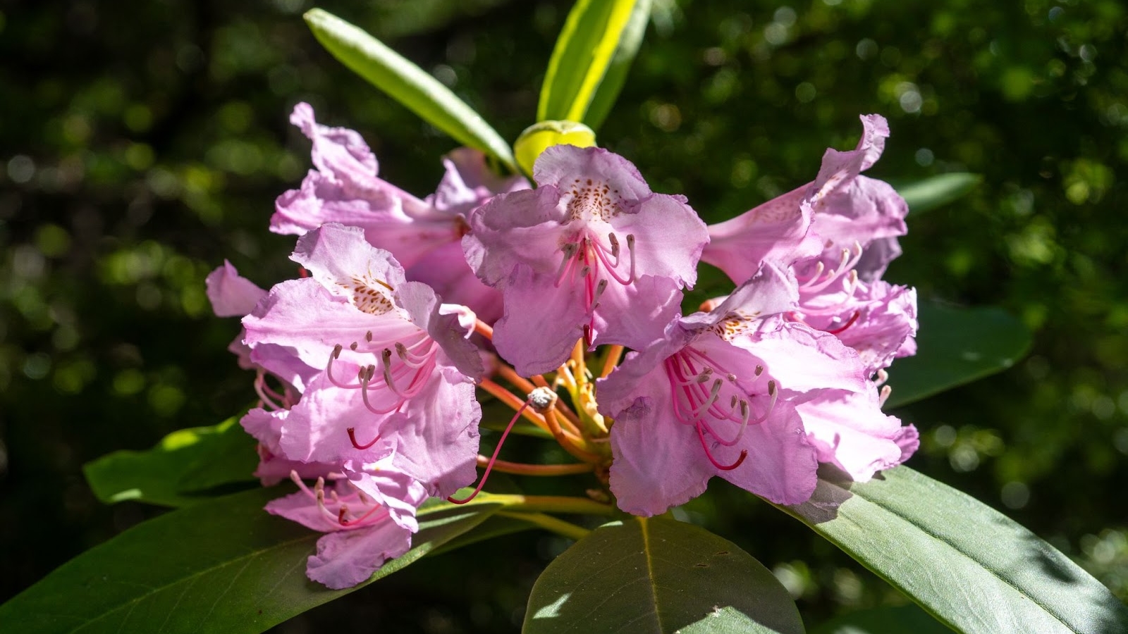 close-up of a cluster of delicate purple-pink flowers, each with five ruffled petals, among glossy, deep green leaves with prominent veins and serrated edges.