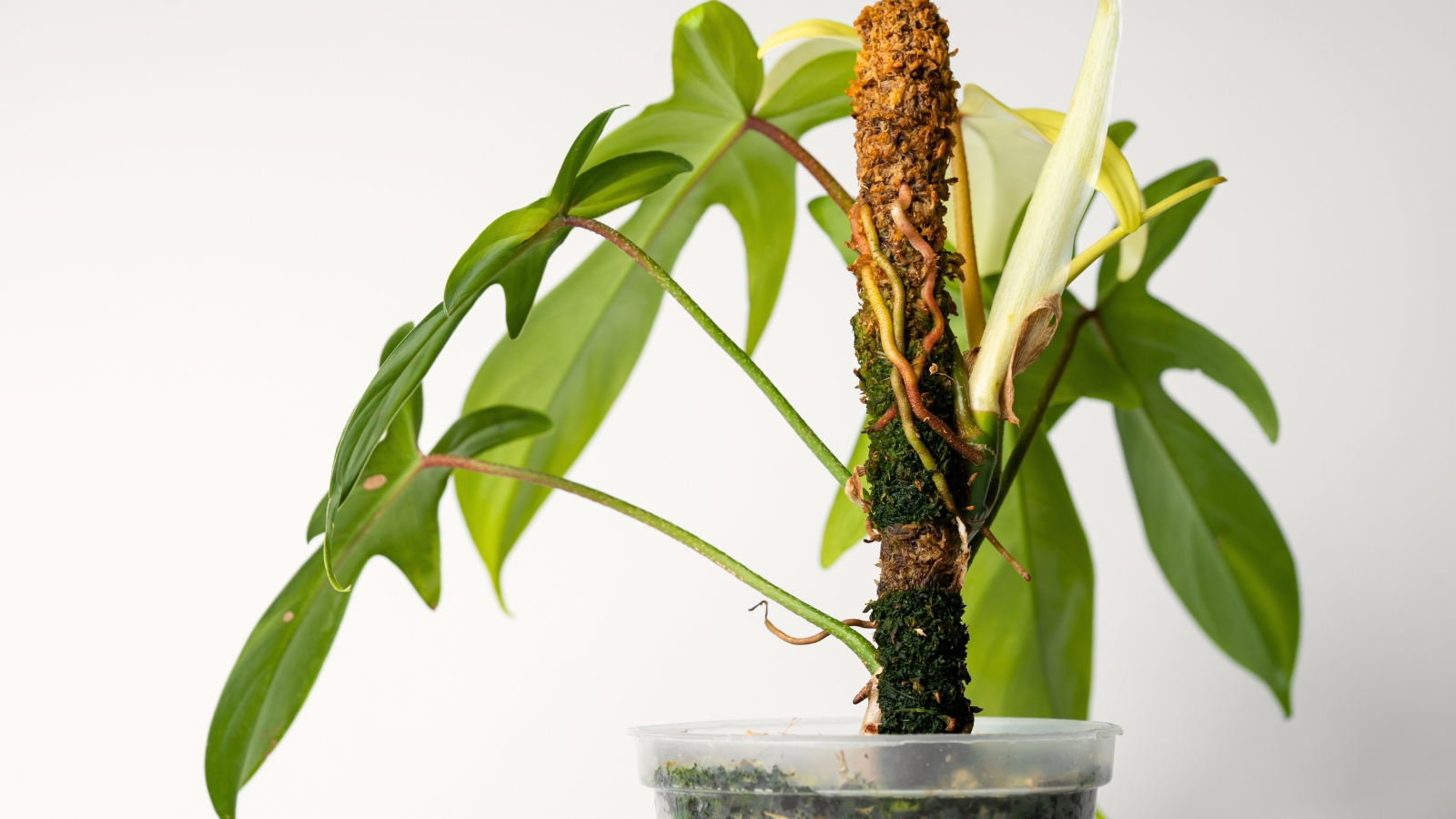 aerial roots of the house plant extend from the stem, climbing up a moss pole, with large, deeply lobed, pale green leaves emerging.