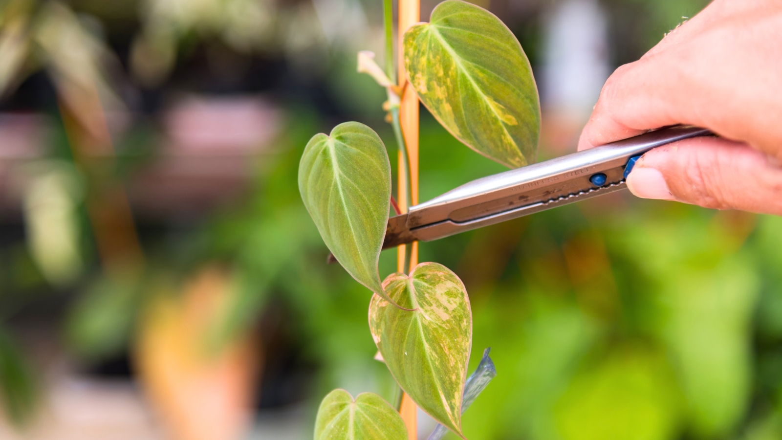a woman's hand pruning a thin, climbing stem on a wooden trellis of a plant with velvety, heart-shaped green leaves featuring variegated pinkish-cream markings, using a snap-off knife.