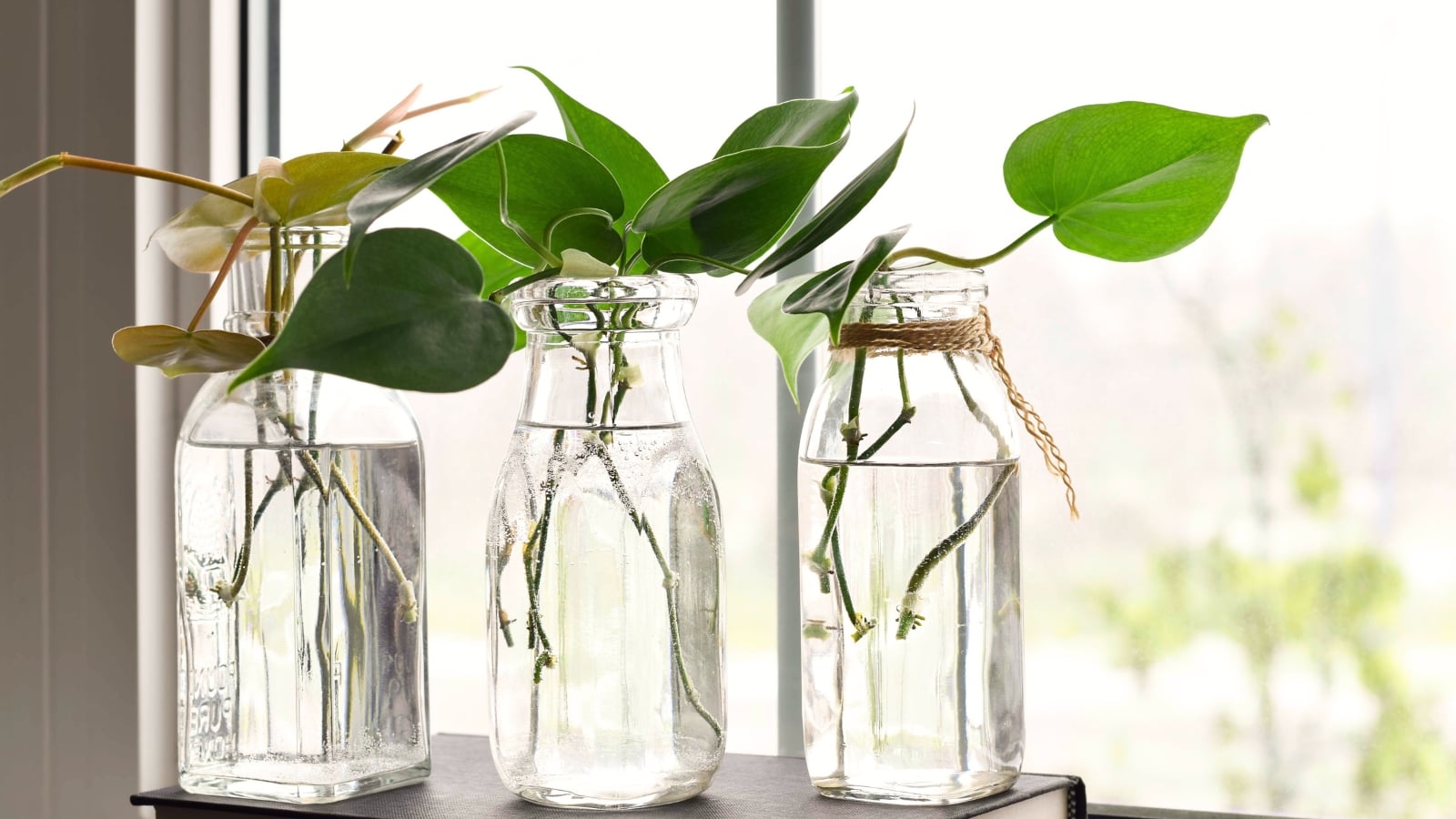 cuttings with heart-shaped, glossy green leaves and emerging roots grow in three clear glass bottles filled with water on a bright, sunlit windowsill.