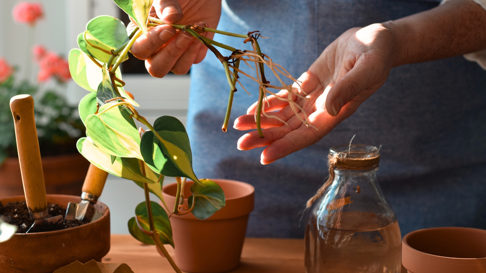 a woman demonstrates house plant cuttings with thin white roots above terracotta pots and gardening tools for propagating houseplants.