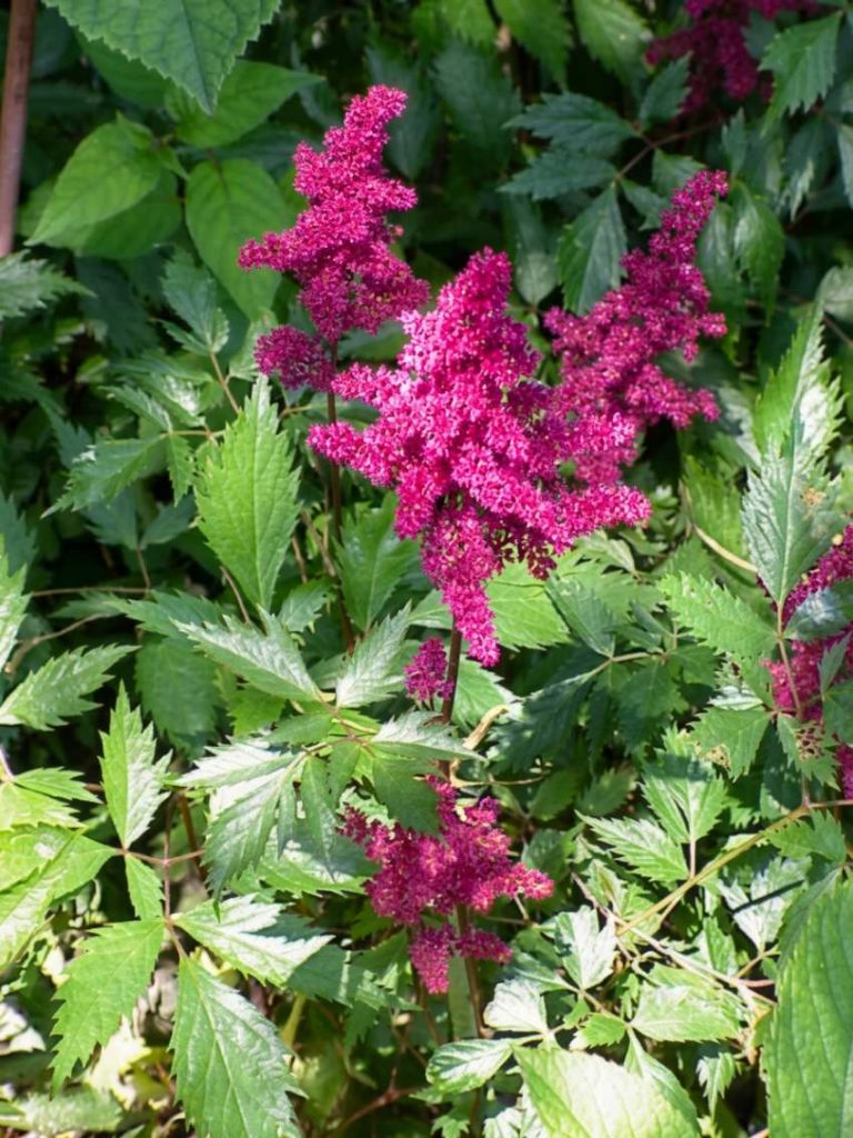 19 low maintenance perennials for shade 39 astilbe