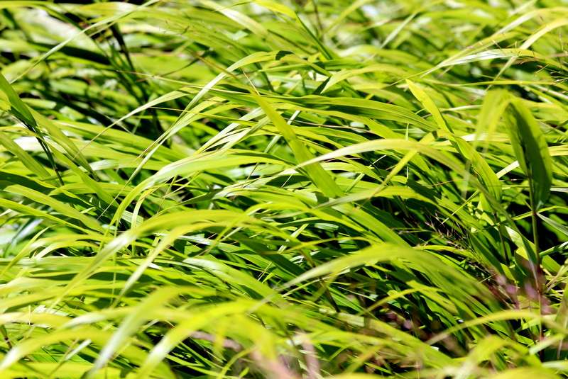 19 low maintenance perennials for shade 45 19 low maintenance perennials for shade