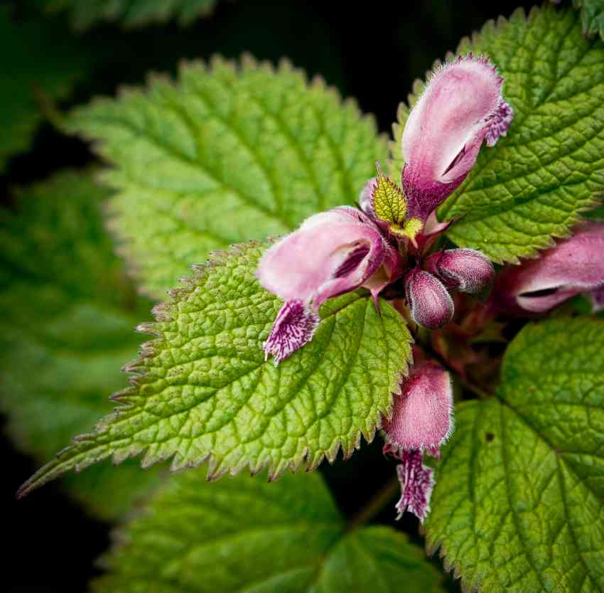 19 low maintenance perennials for shade 50 19 low maintenance perennials for shade