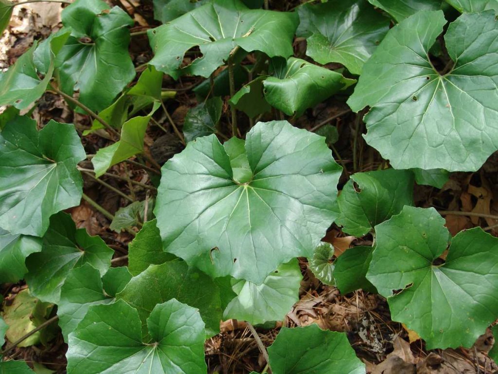 19 low maintenance perennials for shade 54 19 low maintenance perennials for shade