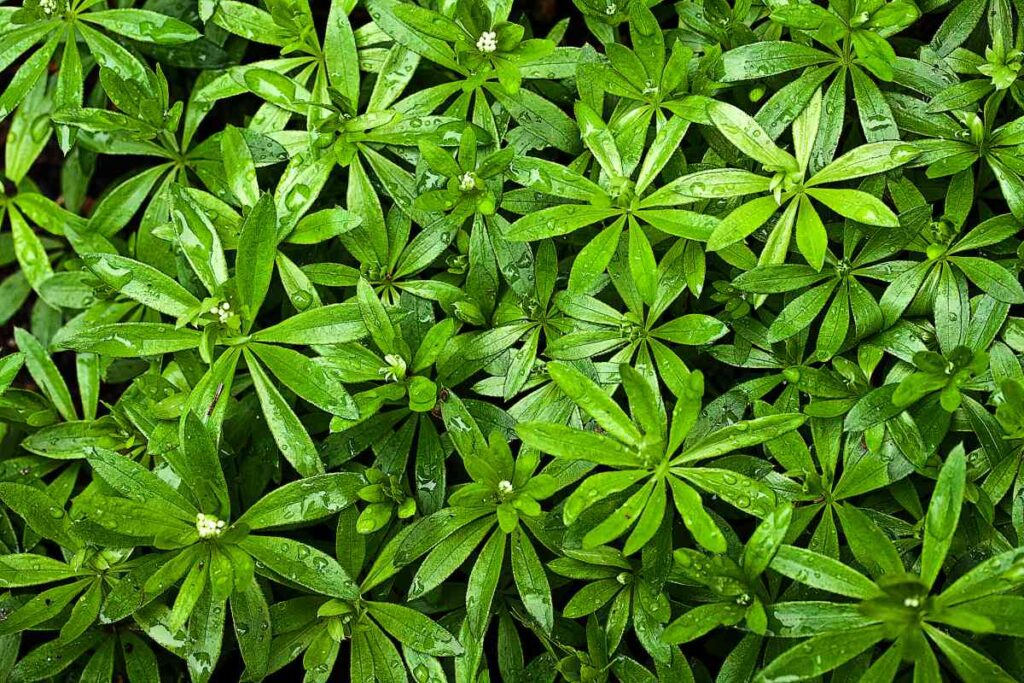 19 low maintenance perennials for shade 55 19 low maintenance perennials for shade