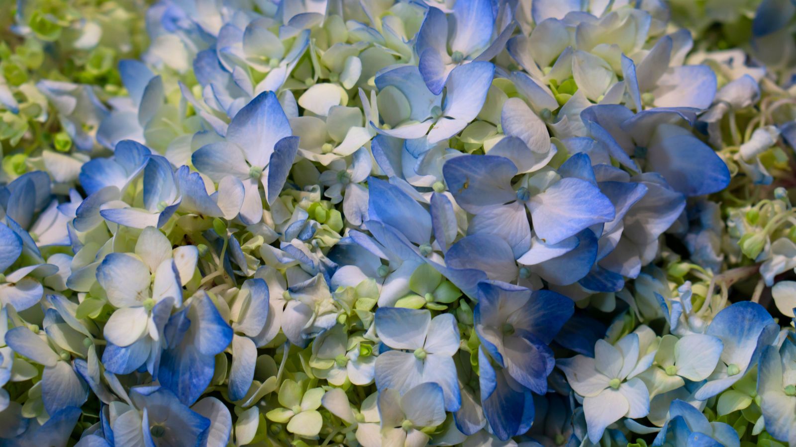 how to plant, grow, and care for cascade hydrangeas 32 a close-up shot of a large cluster of lace-cap blooms in blue and green hues, all situated in a well lit area