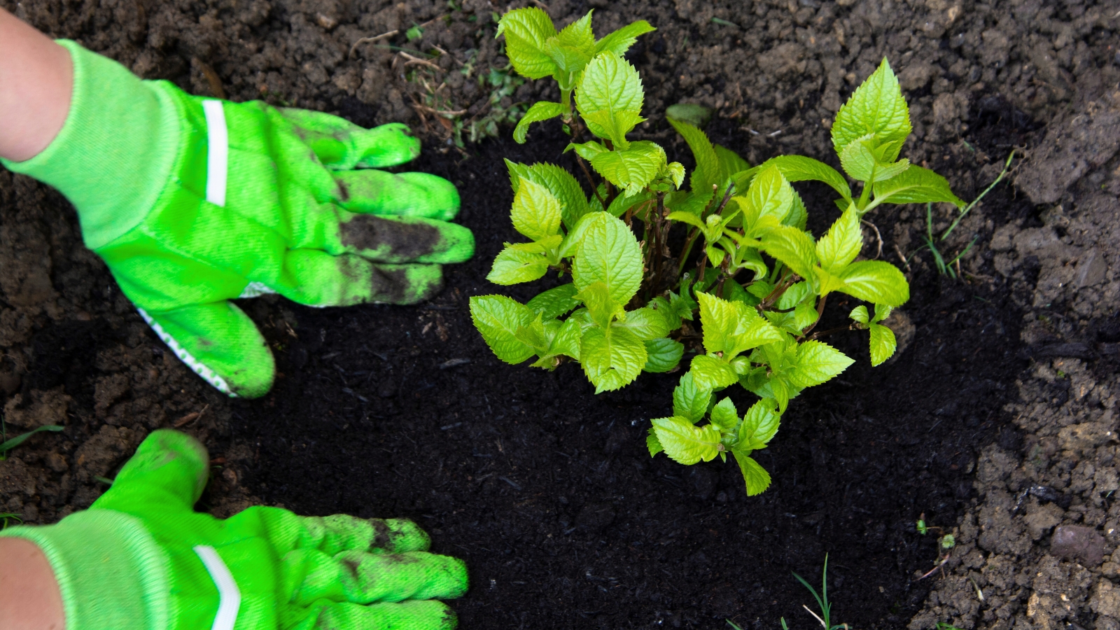 a close-up of a gardener's hands in green gloves planting a young flowering bush with small, oval, jagged leaves of a glossy green color into the soil.