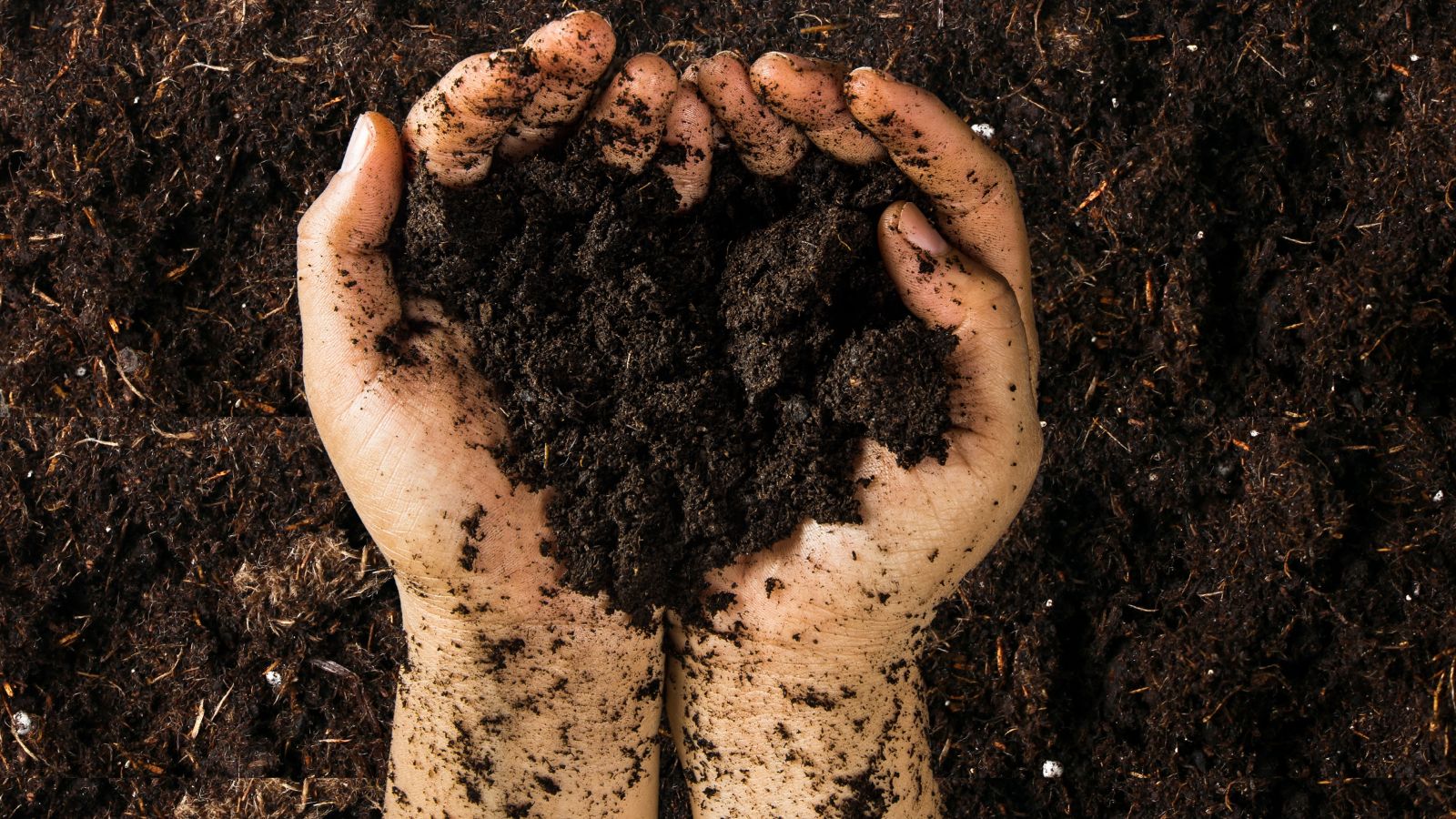 a close-up shot of a person in the process of holding moist, rich, dark soil