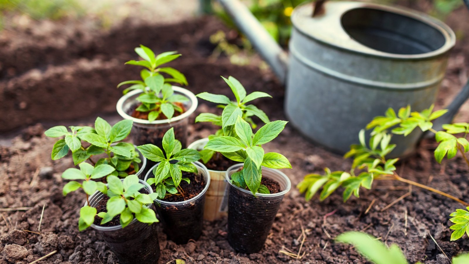 young hydrangea cuttings with green, slightly serrated leaves are rooted in plastic cups filled with soil, standing in a garden flowerbed ready to propagate hydrangeas in the fall.