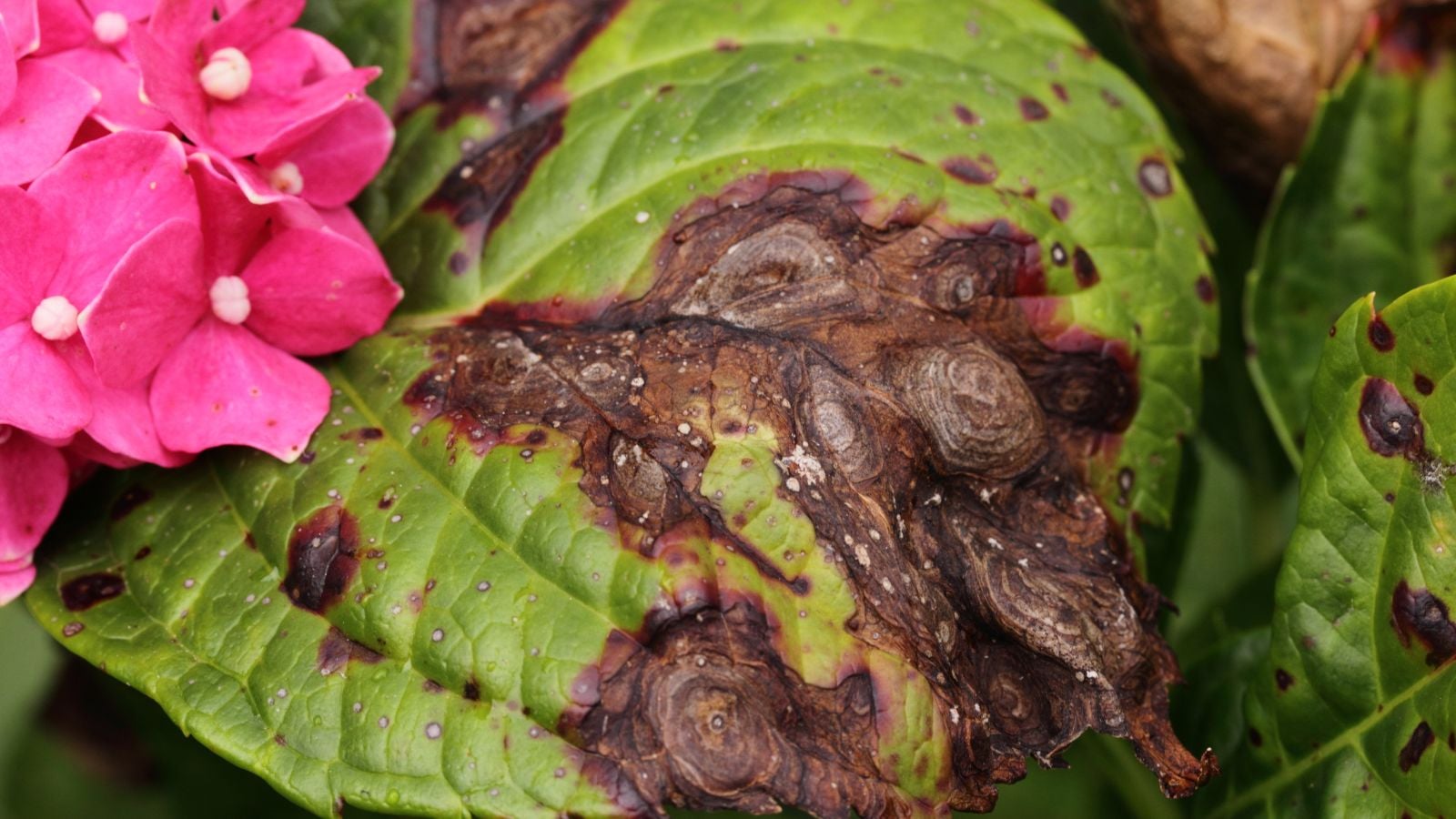 a close-up shot of a severely diseased leaf of a flowering bush, growing alongside pink colored blooms