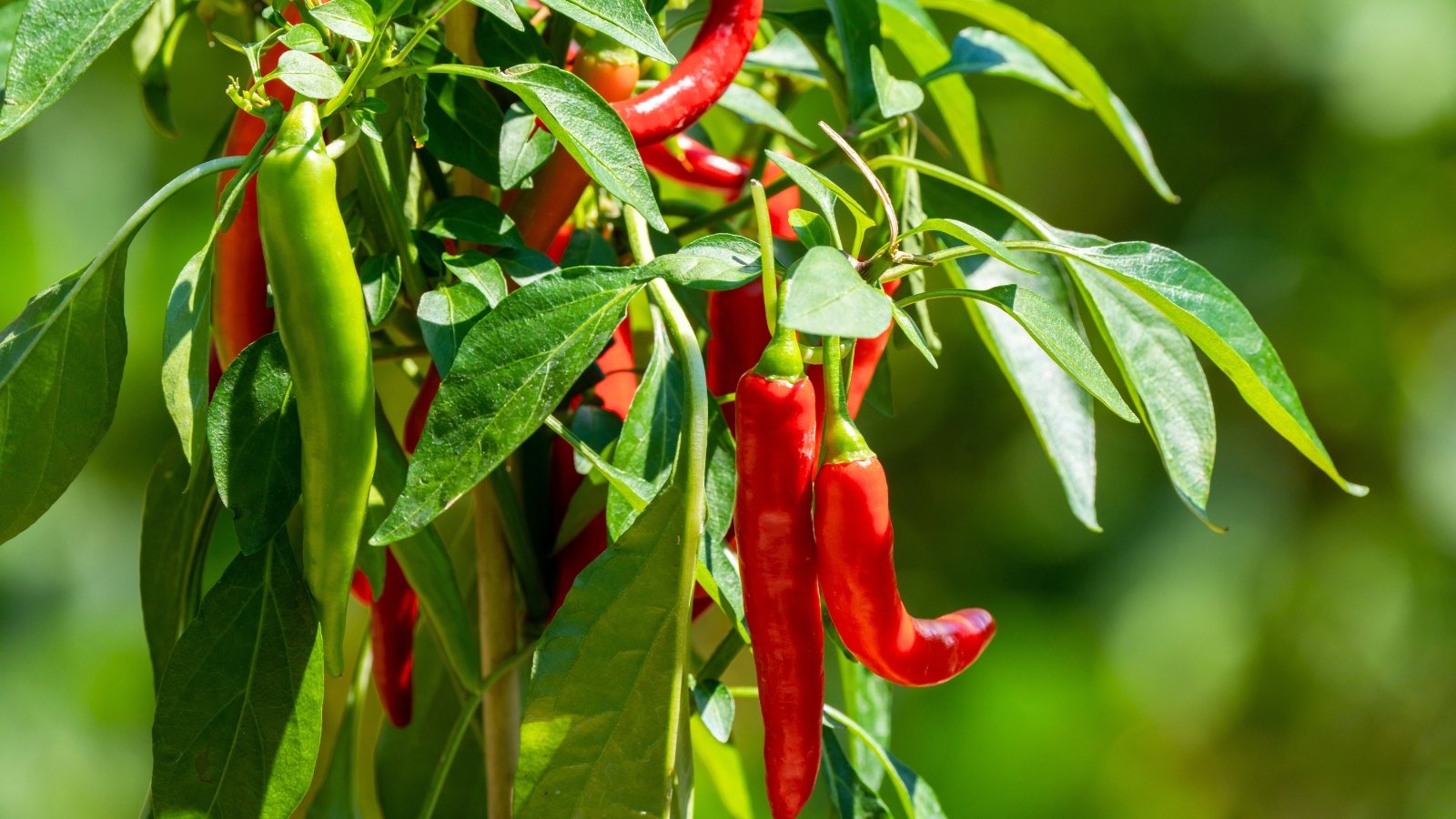 we've mastered germinating chile pepper seeds. here's how 3 sturdy green stems support glossy, lance-shaped leaves with vibrant, small, elongated fruits that have slightly wrinkled bodies and glossy red skin hanging from the branches.
