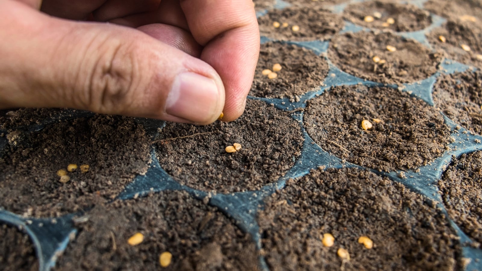 we've mastered germinating chile pepper seeds. here's how 7 close-up of a man's hand sowing tiny yellowish ovules into a starting tray filled with tightly packed soil in each cell.