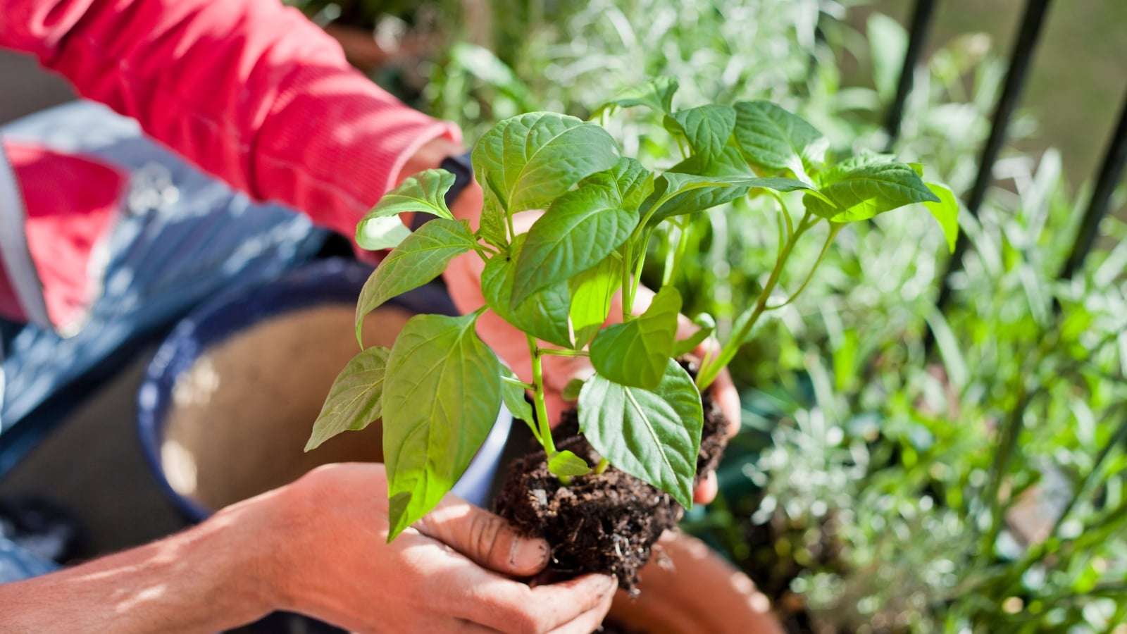 we've mastered germinating chile pepper seeds. here's how 9 a close-up shot of a gardener transplanting a young seedling into a large container next to various vegetable crops growing there.