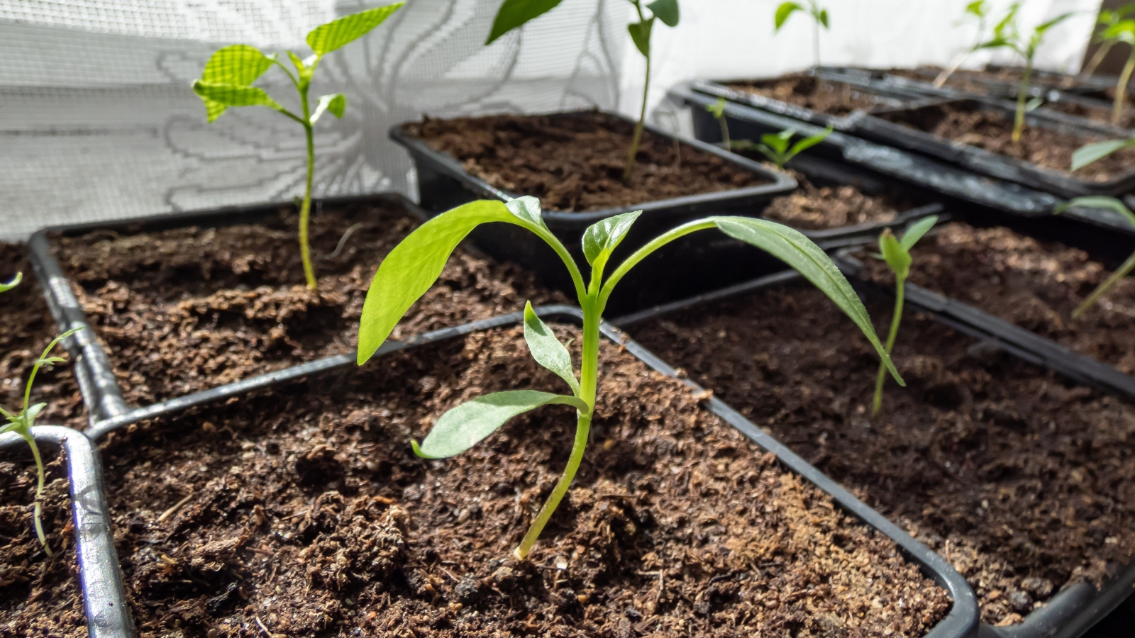 we've mastered germinating chile pepper seeds. here's how 8 a close-up shot of several sprouted seedlings of a fruit, all placed in black containers on the windowsill.