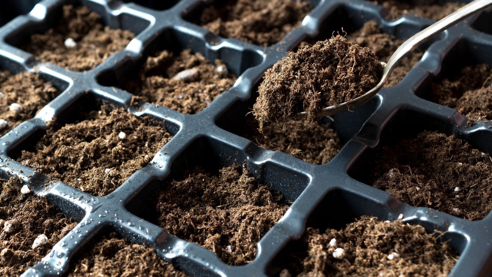 we've mastered germinating chile pepper seeds. here's how 6 a close-up shot of a person in the process of filling up a starting tray with rich soil