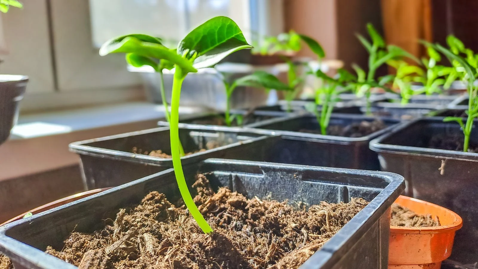 we've mastered germinating chile pepper seeds. here's how 4 a close-up shot of a small composition of sprouted plants, placed on small black nursery pots, placed near a windowsill indoors
