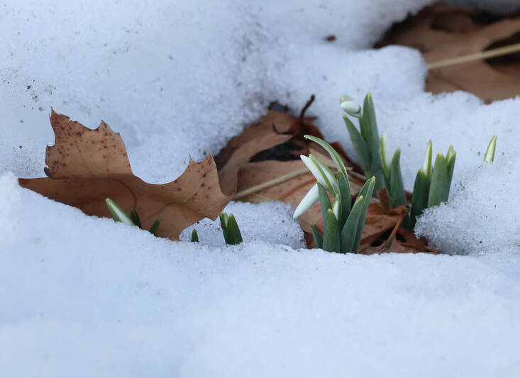 hopeful harbingers spring