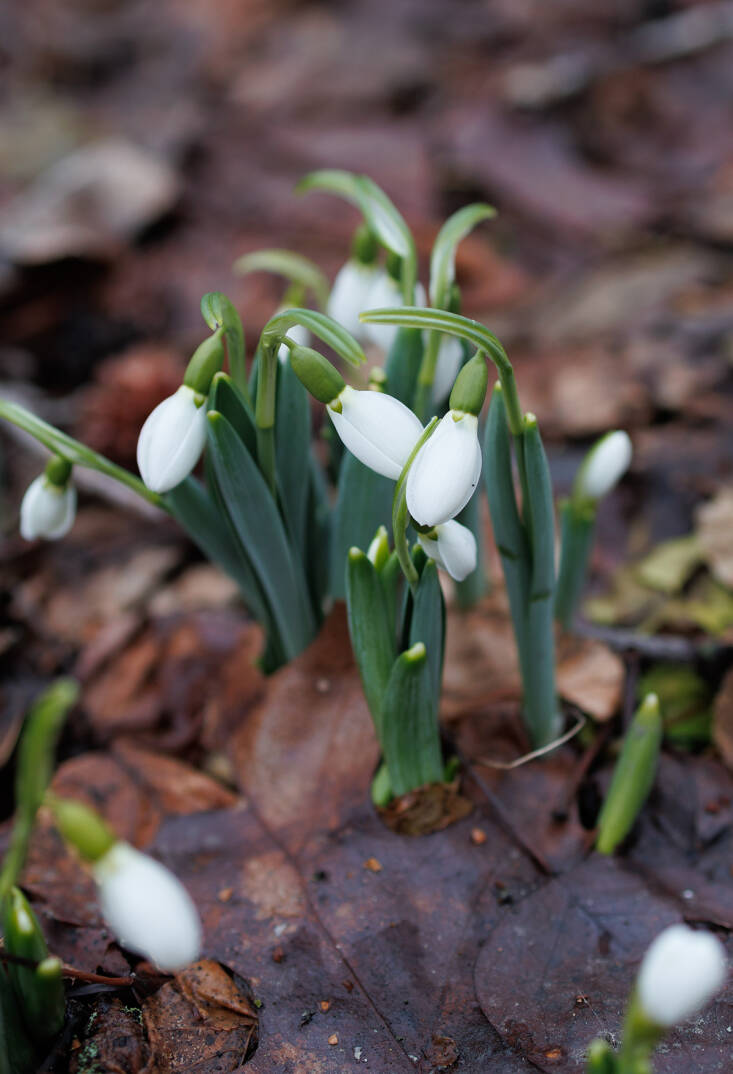 hopeful harbingers spring
