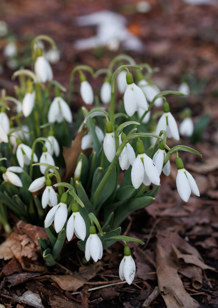 hopeful harbingers spring