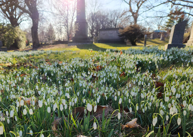 hopeful harbingers spring