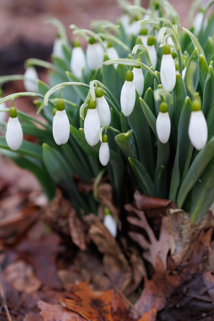 hopeful harbingers spring