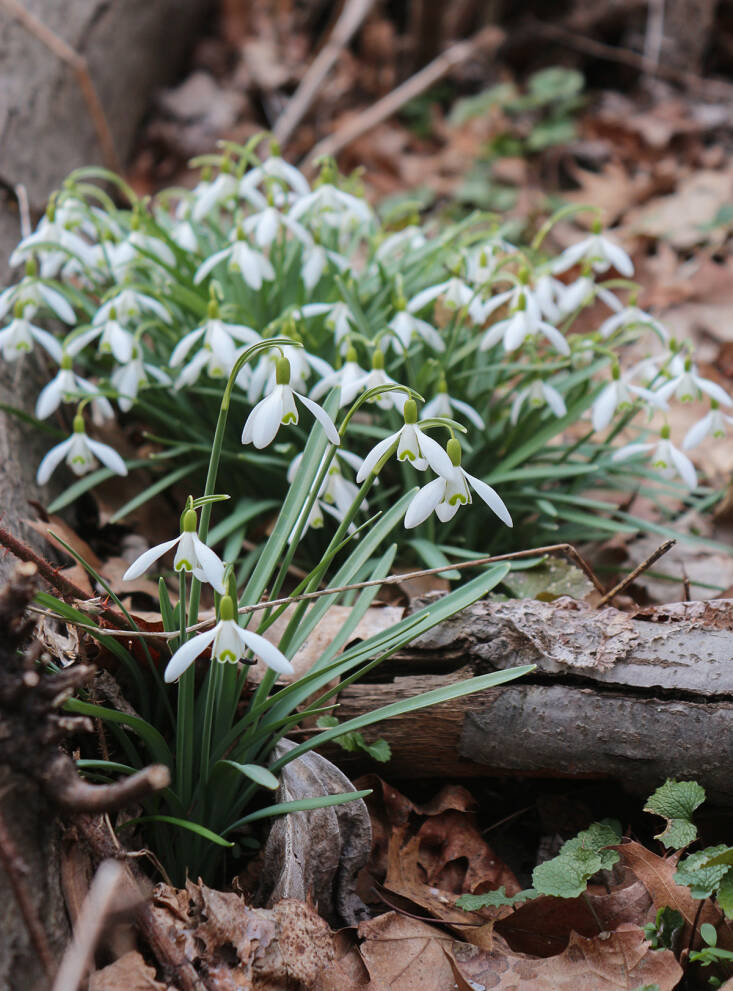 hopeful harbingers spring