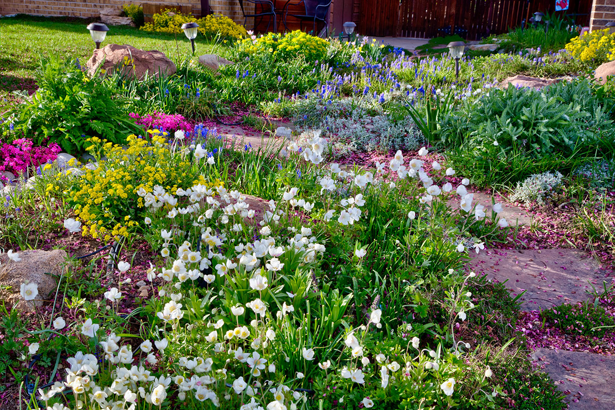 spring flowers in shade garden