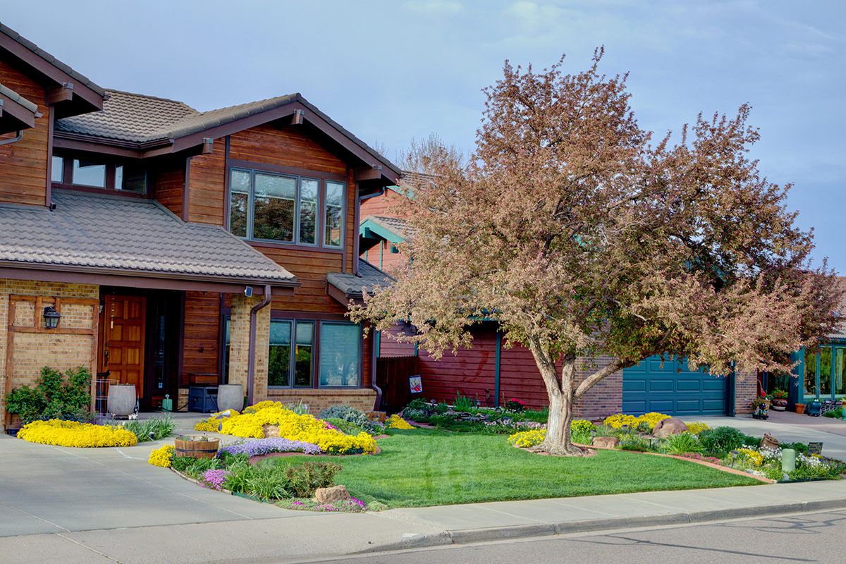 front garden with crabapple tree after flowering