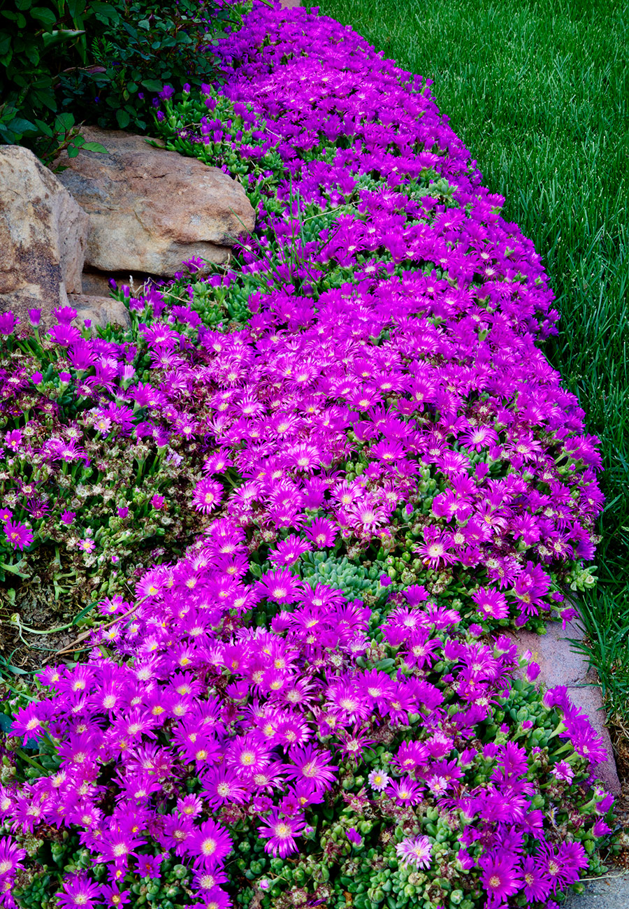 ground cover with bright purple flowers
