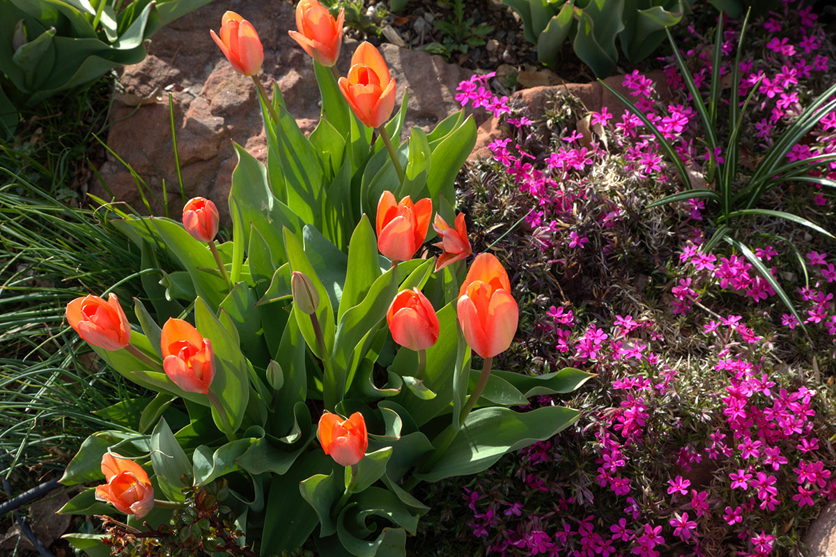 orange tulips next to ground cover with pink flowers