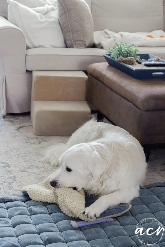 a white dog lies on a blue quilted mat, chewing on a plush toy. behind the dog are beige pet stairs, glass nesting tables next to a brown ottoman with a blue tray, and part of a light-colored sofa with cushions.