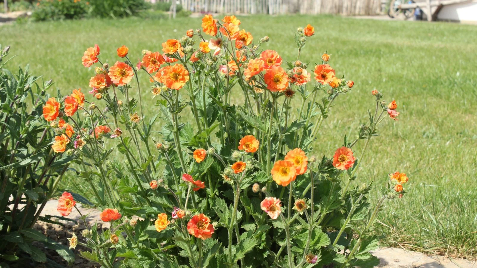 a close-up shot of a small flowering shrub with vibrant orange flowers, all basking in bright sunlight outdoors