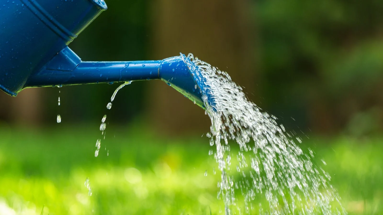 a shot of a blue colored watering can pouring water onto developing plants and flowers, in a sunny garden area