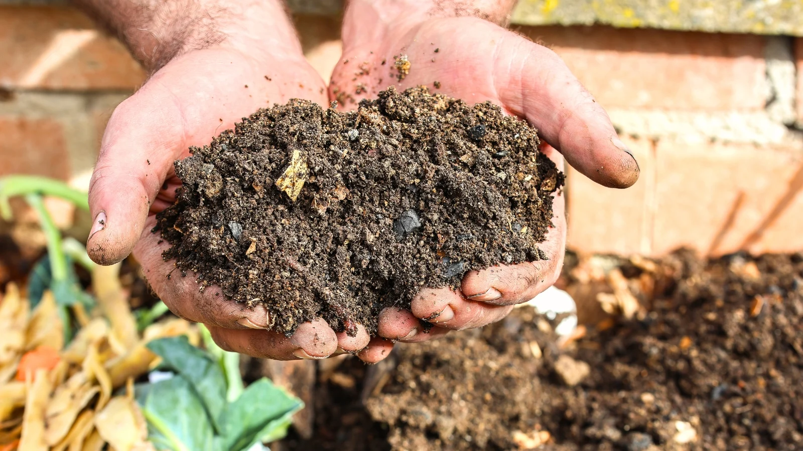 close-up of male hands holding fresh, loose-textured compost in a greyish-brown hue, with a garden compost heap in the background.