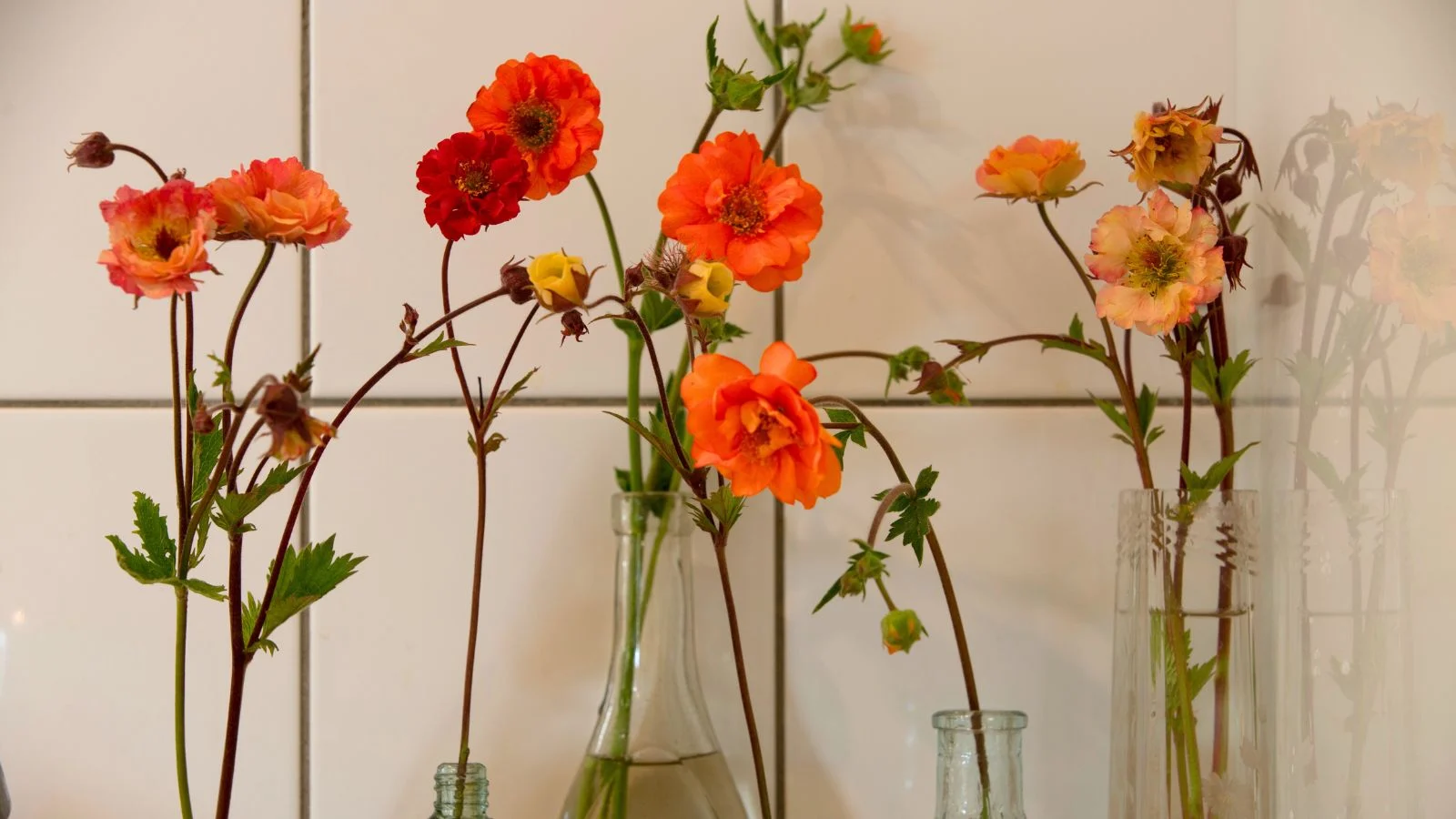 a close-up shot of a group of cuttings of delicate orange flowers, placed on bottles with water, in a kitchen area indoors