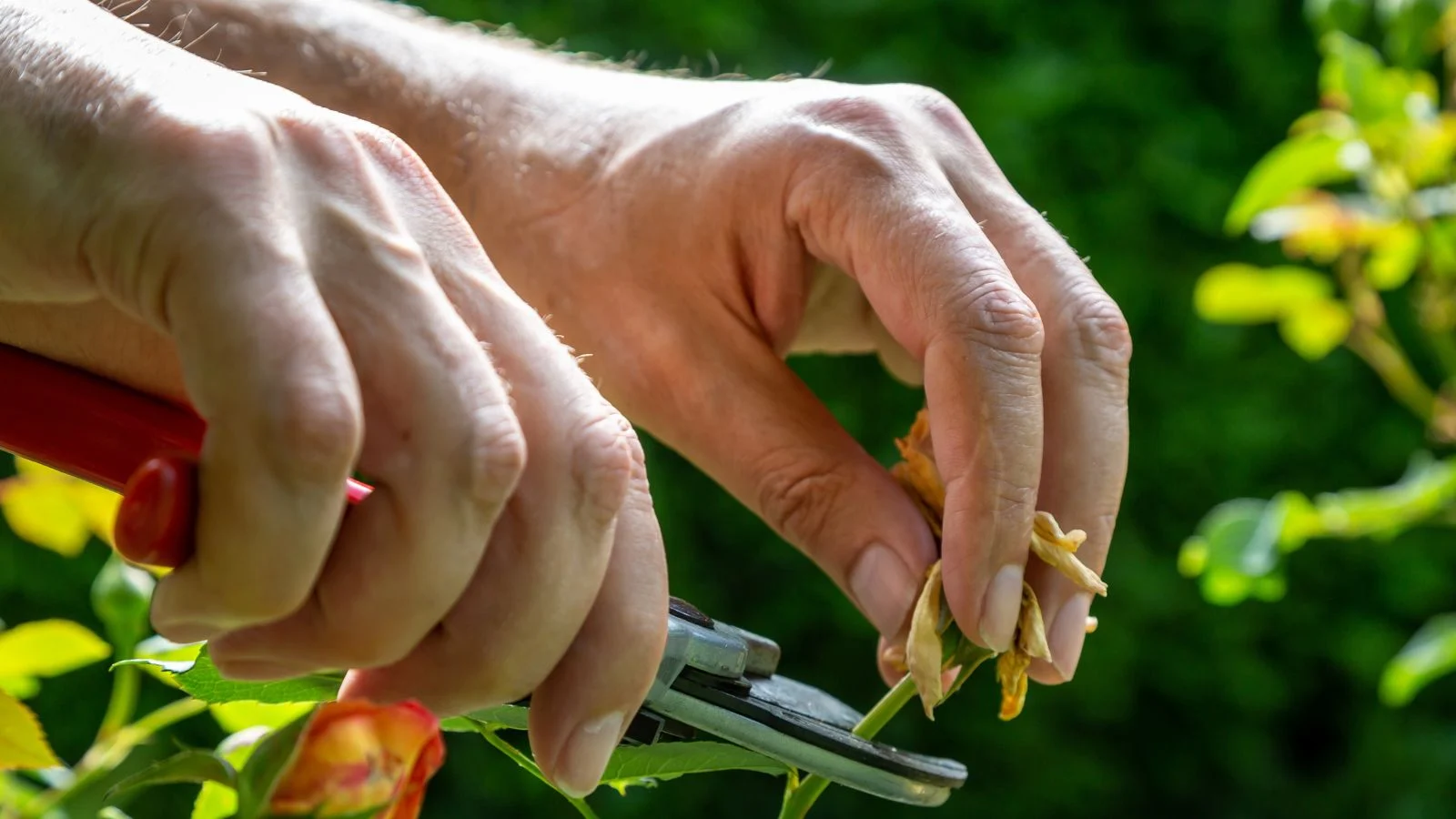 a close-up shot of a person in the process of deadheading a flowering plant, using scissors