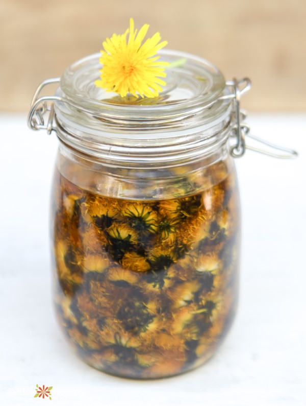 cold infused dandelion flower herbal oil