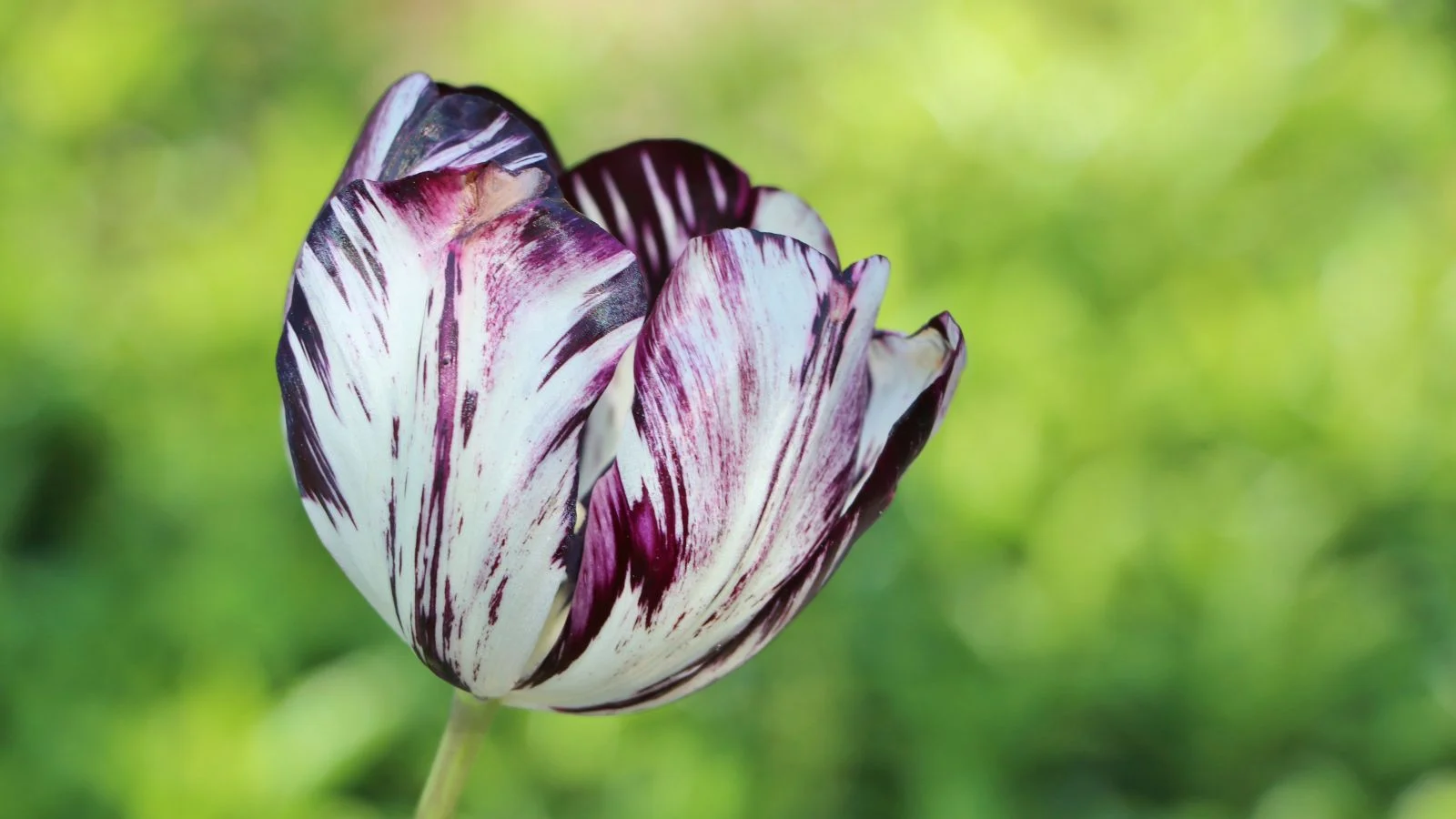 a close-up shot of multi-colored petals of the black and white variety of flowers, sitting atop a strong and slender stem, in a well lit area outdoors