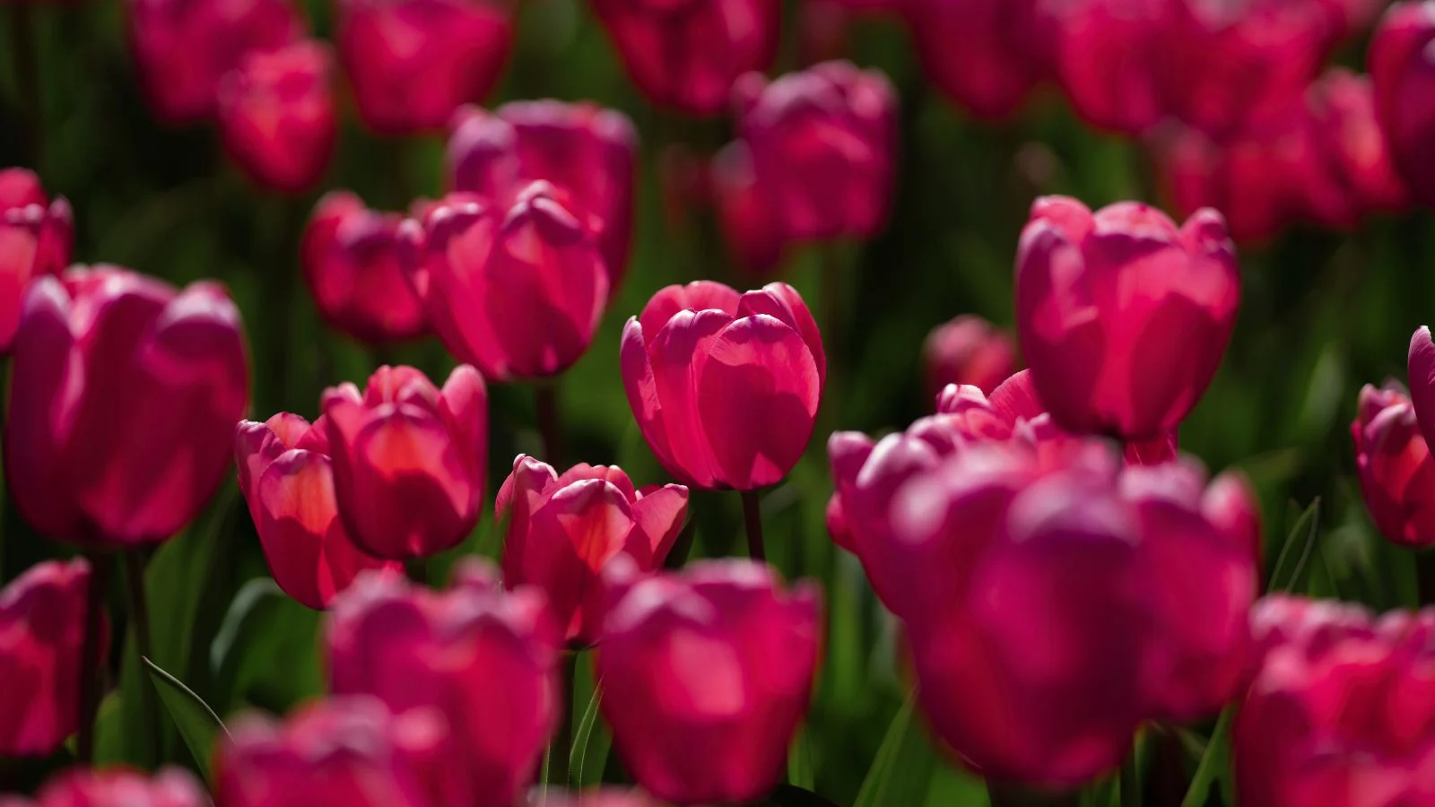 a close-up shot of a large group of tall garnet-red colored flowers of the archeron variety, all situated in a large field area outdoors