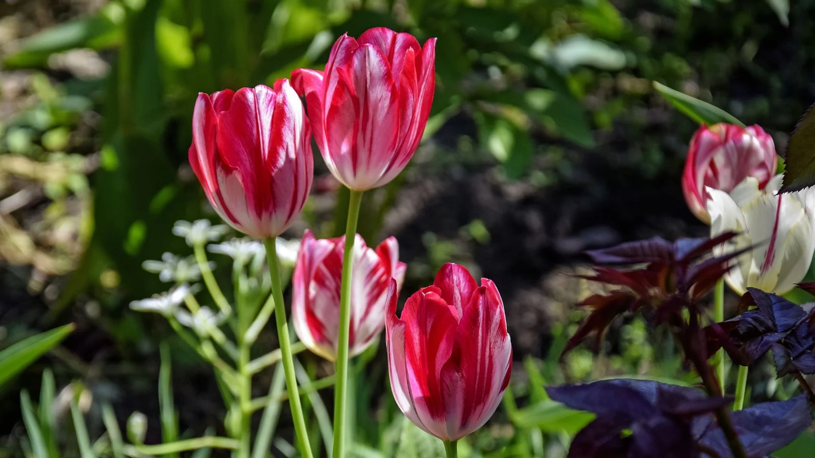 a close-up shot of a small group of vibrant pink and white colored blooms atop slender stems called the bridesmaid, all situated alongside other plants and flowers outdoors