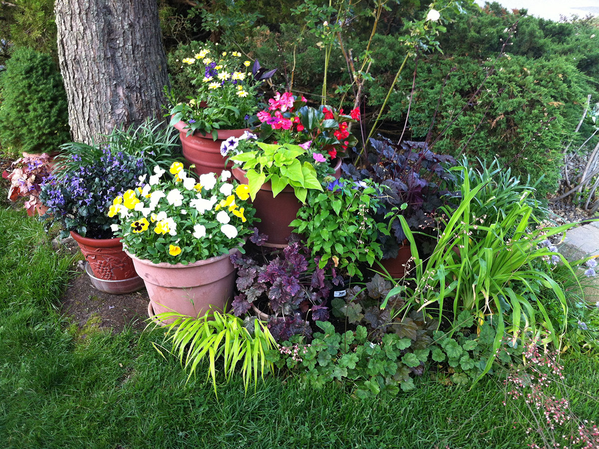 potted annuals in garden