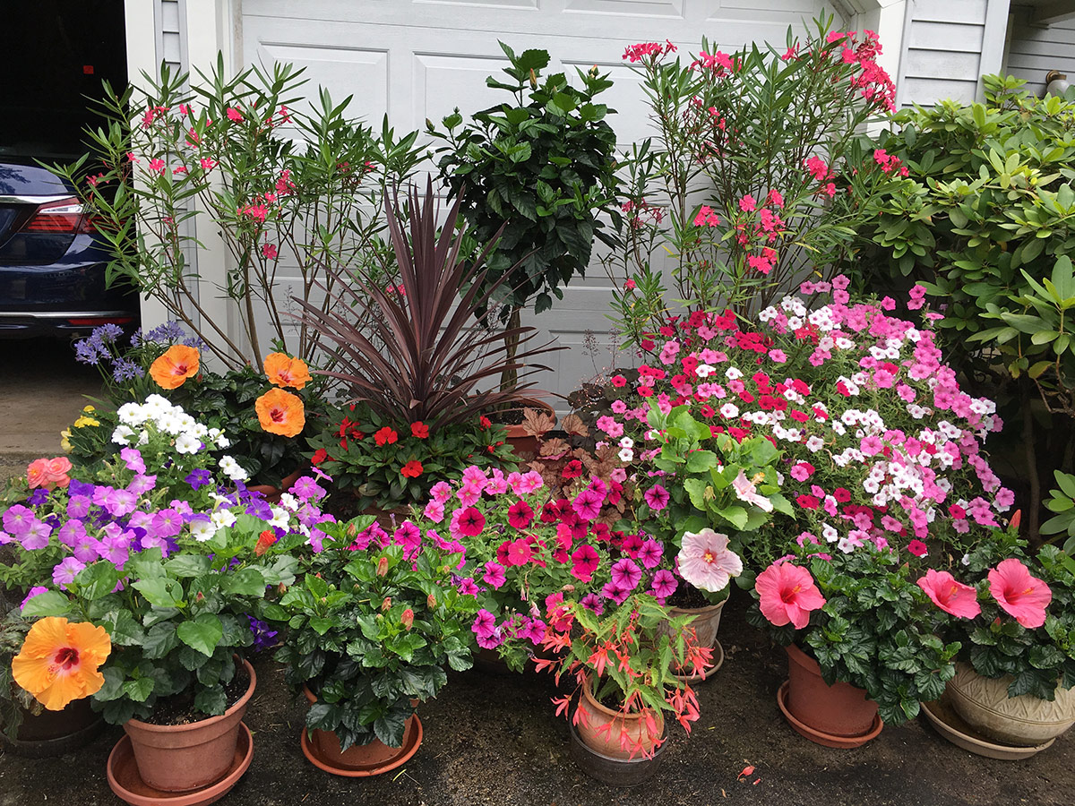 annual flower container garden